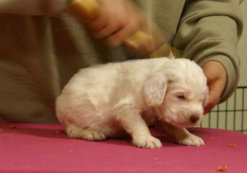 Spice_Twice_Queen_Guinevere_4weeks_d