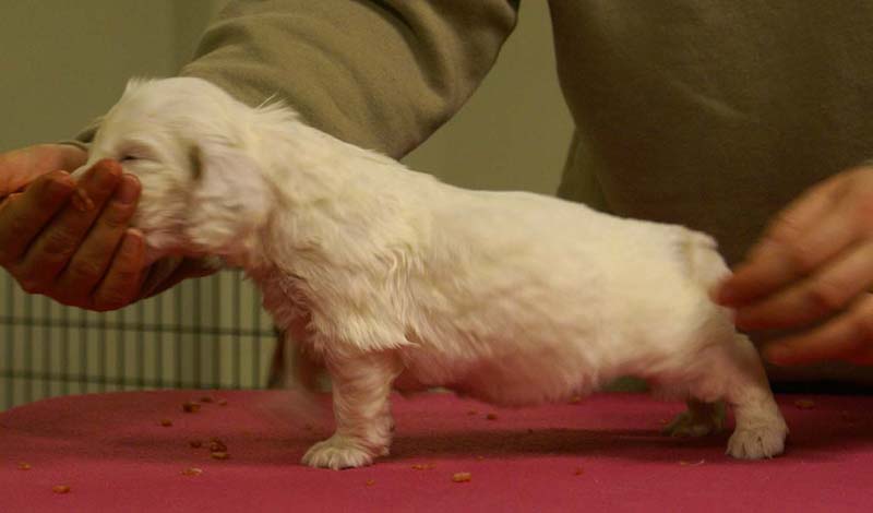 Spice_Twice_Queen_Guinevere_4weeks_e