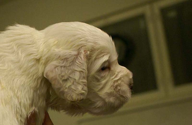 Spice_Twice_Sir_Bors_De_Ganis_4weeks_a