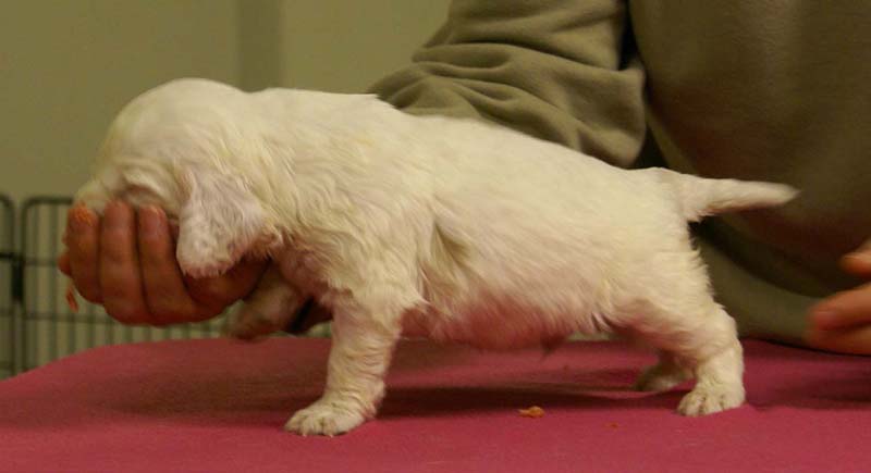 Spice_Twice_Sir_Bors_De_Ganis_4weeks_c