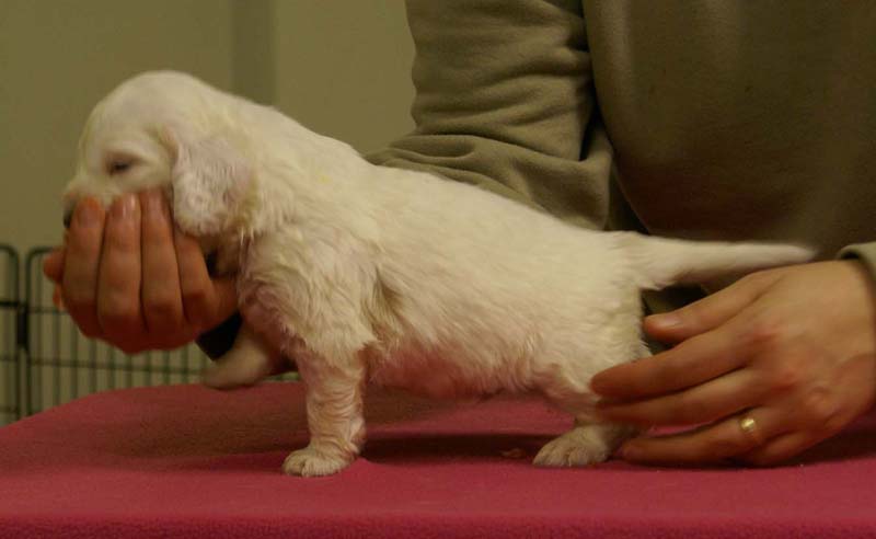 Spice_Twice_Sir_Bors_De_Ganis_4weeks_d