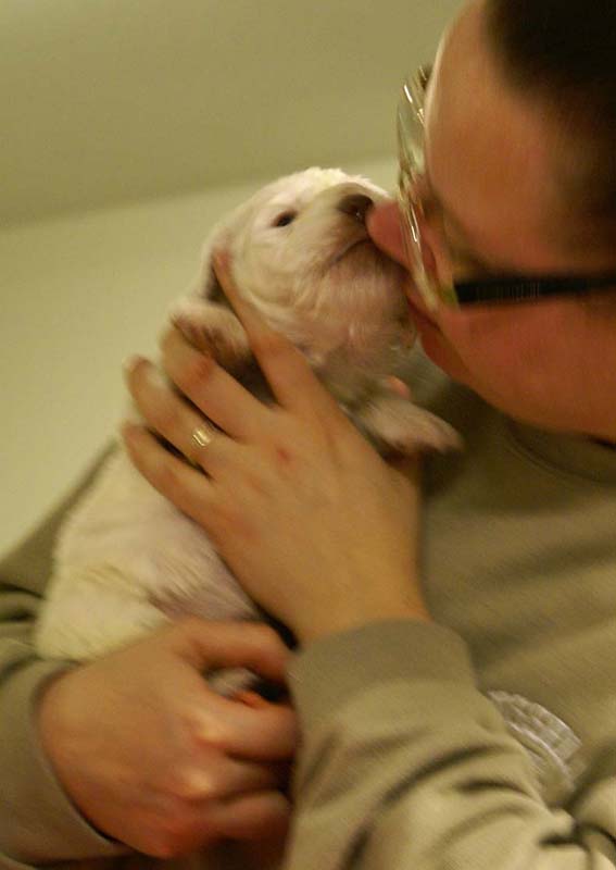 Spice_Twice_Sir_Bors_De_Ganis_4weeks_e