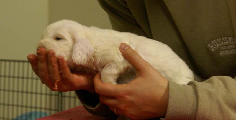 Spice_Twice_Sir_Bors_De_Ganis_4weeks_f