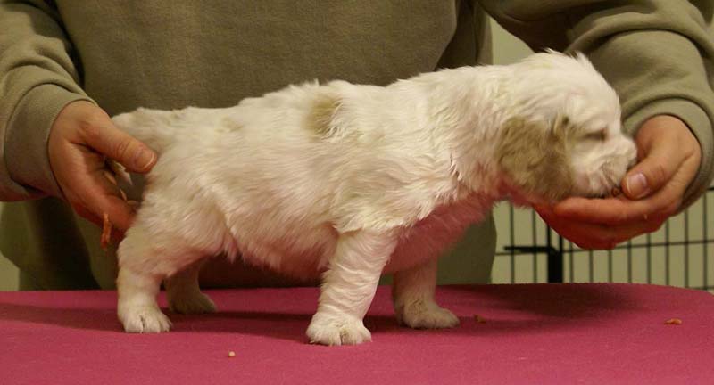 Spice_Twice_Sir_Galahad_4weeks_d