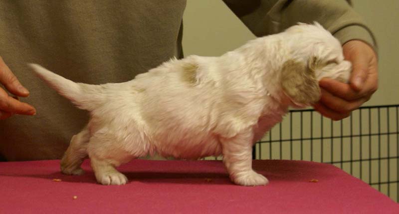 Spice_Twice_Sir_Galahad_4weeks_e