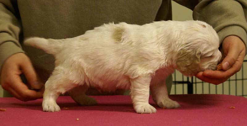 Spice_Twice_Sir_Galahad_4weeks_f