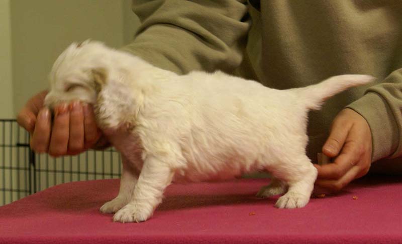 Spice_Twice_Sir_Galahad_4weeks_g