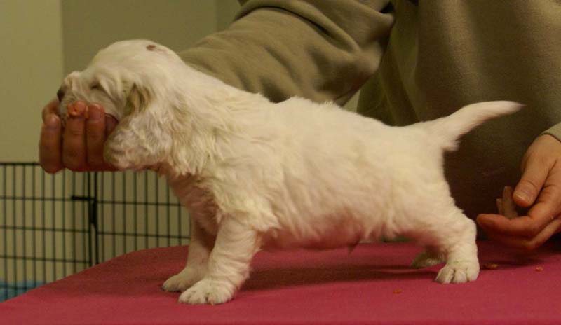 Spice_Twice_Sir_Galahad_4weeks_i