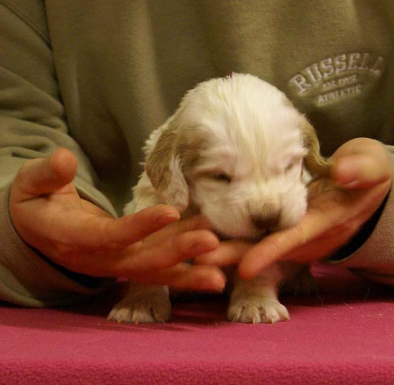 Spice_Twice_Sir_Lancelot_4weeks_a