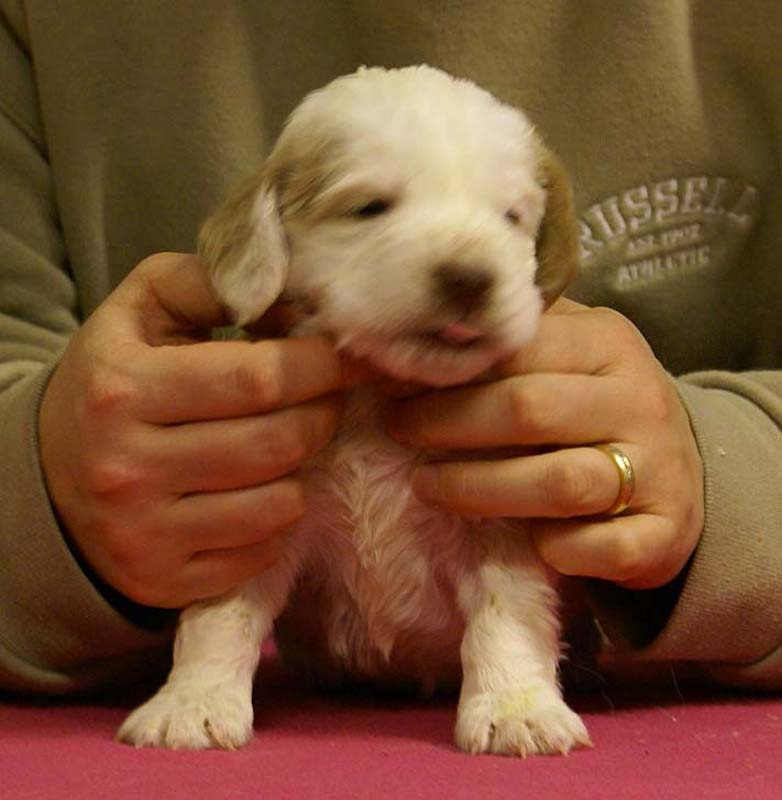 Spice_Twice_Sir_Lancelot_4weeks_c