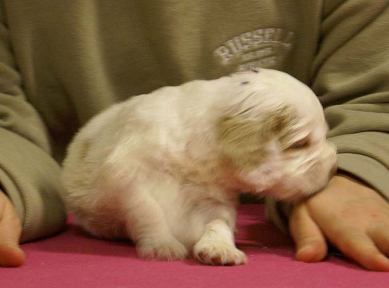 Spice_Twice_Sir_Lancelot_4weeks_d