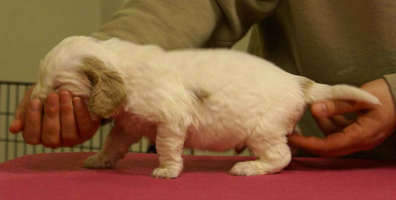 Spice_Twice_Sir_Lancelot_4weeks_g