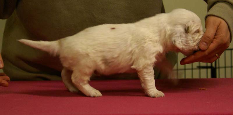 Spice_Twice_Sir_Percivale_4weeks_b