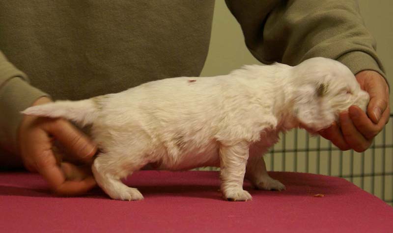 Spice_Twice_Sir_Percivale_4weeks_d