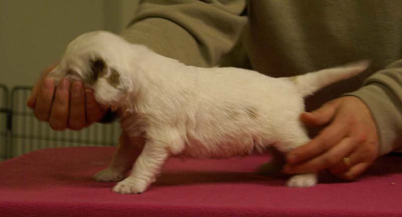 Spice_Twice_Sir_Percivale_4weeks_e