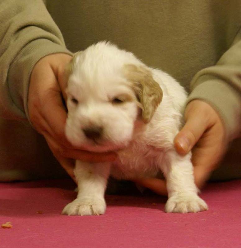 Spice_Twice_Sir_Tristan_4weeks_a