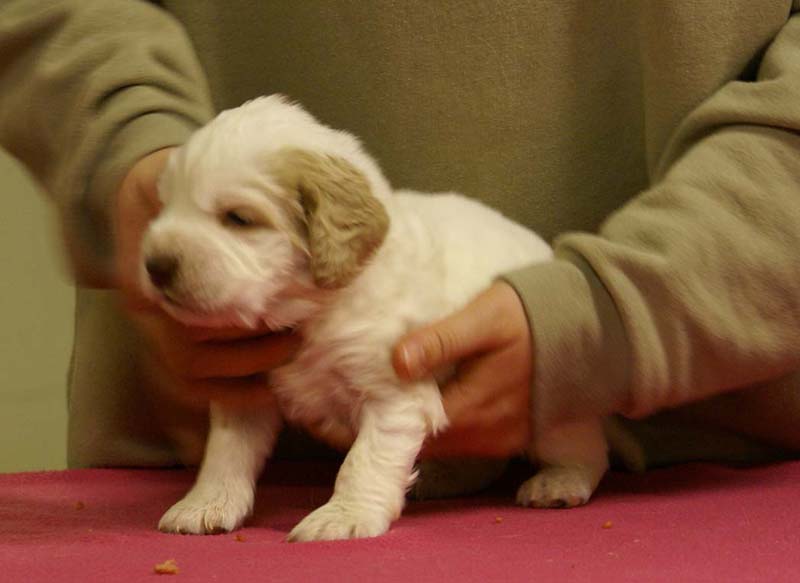 Spice_Twice_Sir_Tristan_4weeks_b