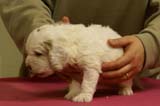 Spice_Twice_Sir_Galahad_4weeks_b