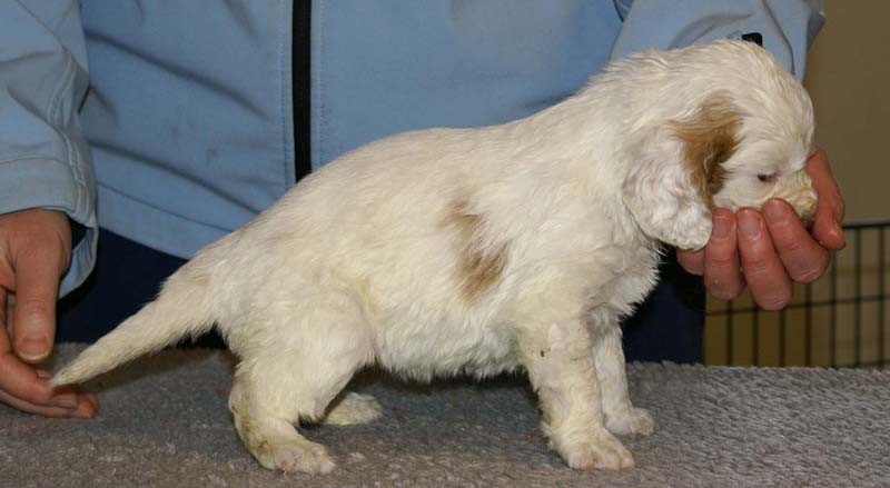 Spice_Twice_Morgan_Le_Fay_5weeks_a