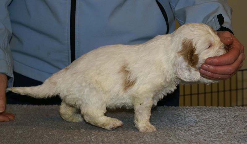 Spice_Twice_Morgan_Le_Fay_5weeks_b