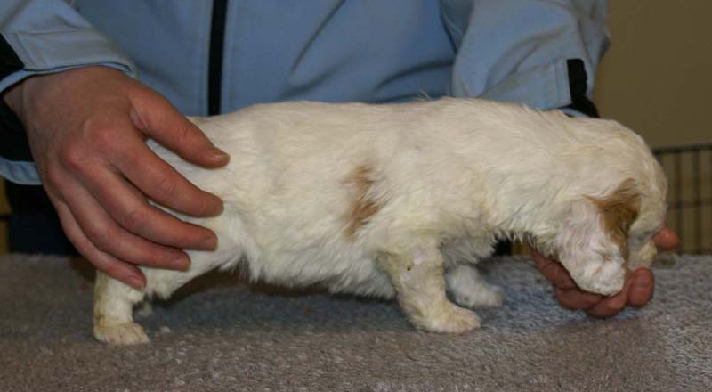 Spice_Twice_Morgan_Le_Fay_5weeks_c