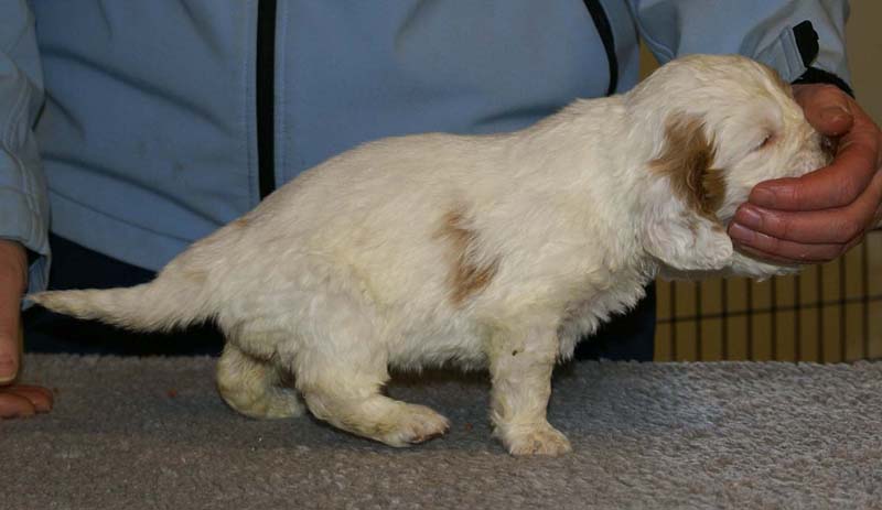 Spice_Twice_Morgan_Le_Fay_5weeks_d