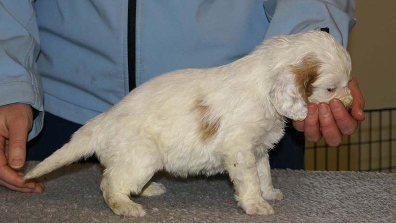 Spice_Twice_Morgan_Le_Fay_5weeks_e