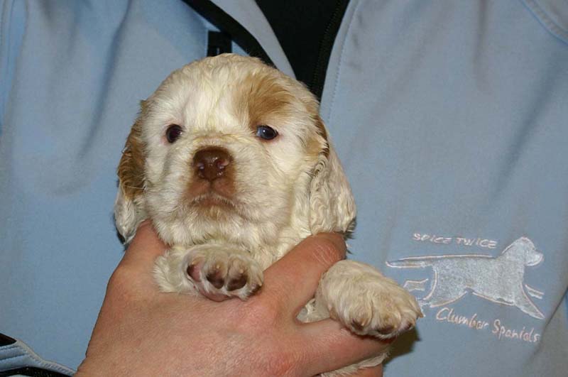 Spice_Twice_Morgan_Le_Fay_5weeks_g