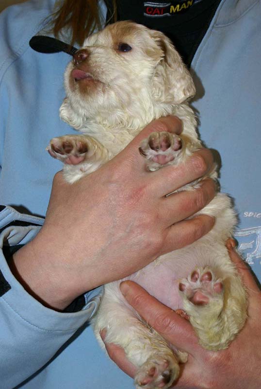 Spice_Twice_Morgan_Le_Fay_5weeks_h