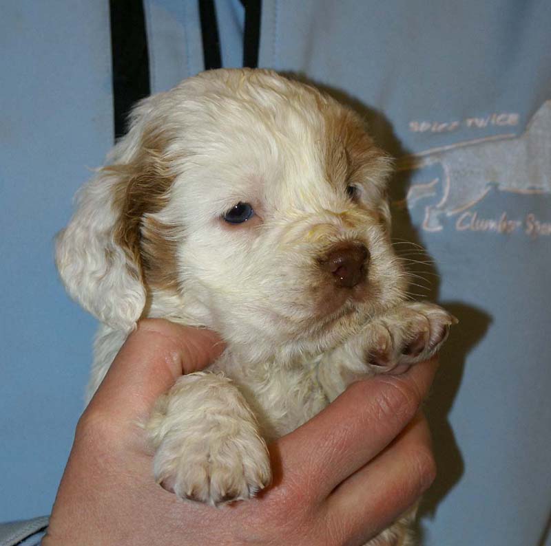 Spice_Twice_Morgan_Le_Fay_5weeks_l