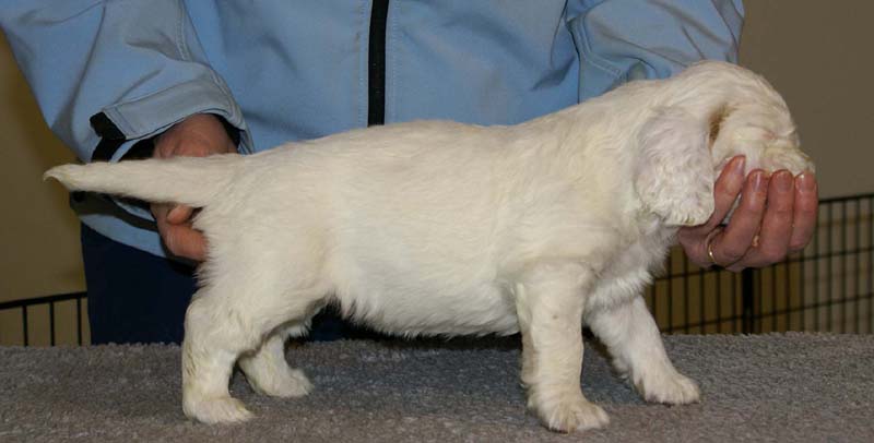 Spice_Twice_Queen_Guinevere_5weeks_b