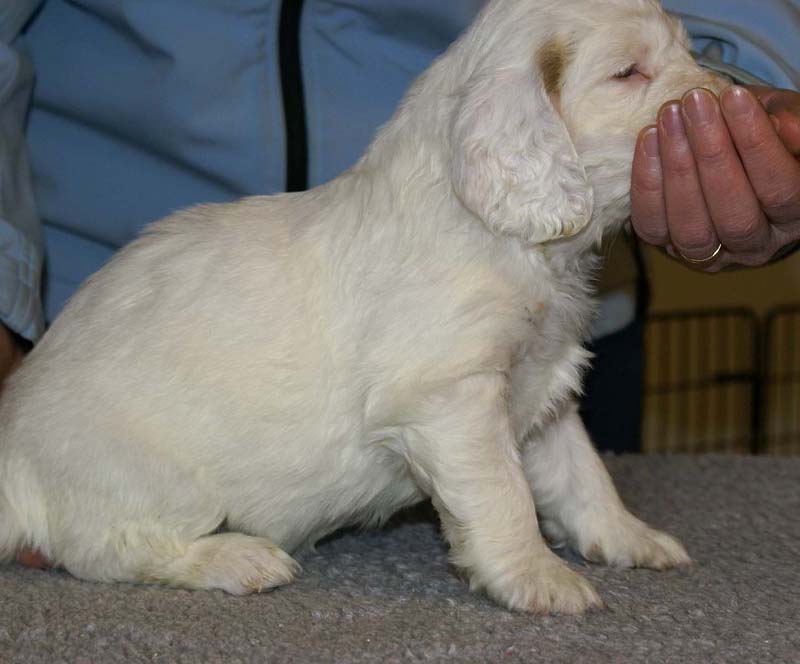 Spice_Twice_Queen_Guinevere_5weeks_c