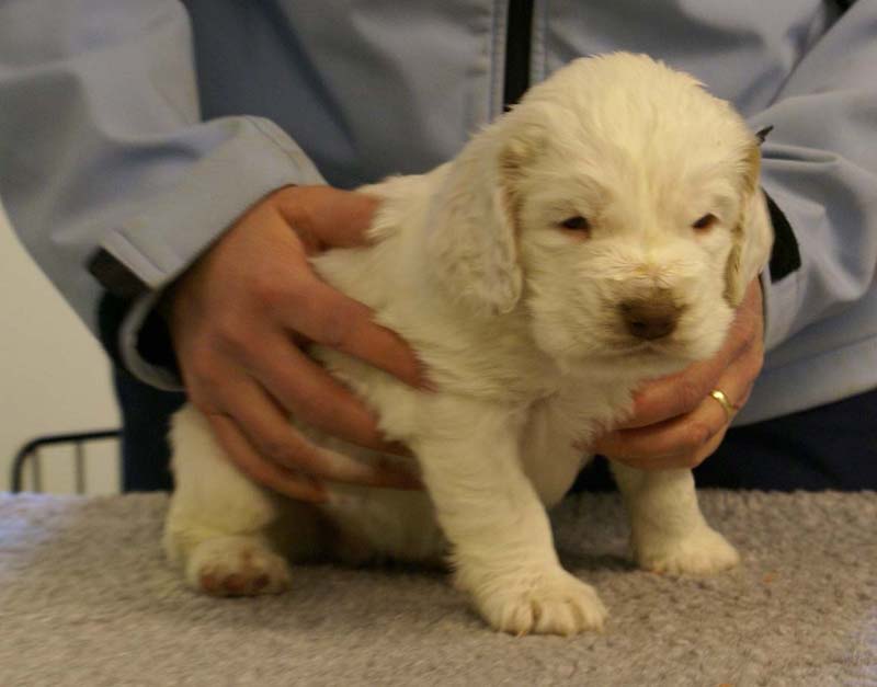 Spice_Twice_Queen_Guinevere_5weeks_d