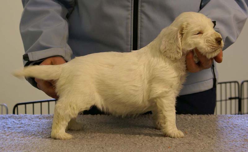 Spice_Twice_Queen_Guinevere_5weeks_h