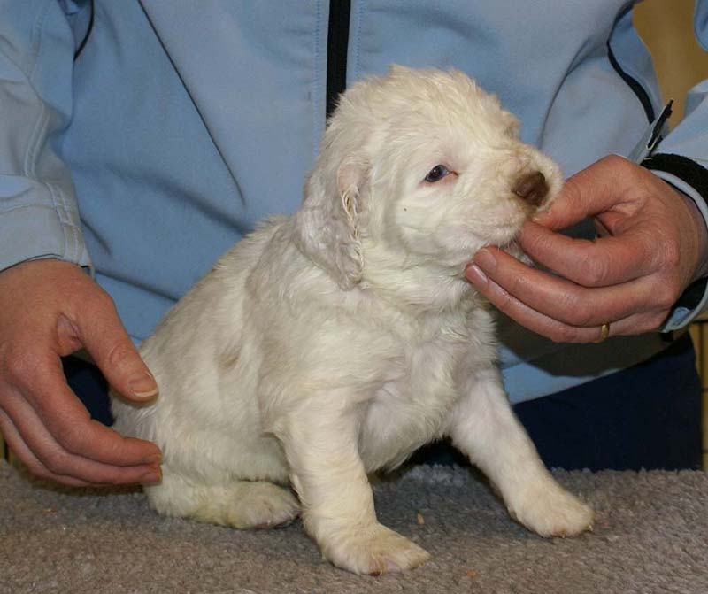 Spice_Twice_Sir_Bors_De_Ganis_5weeks_a