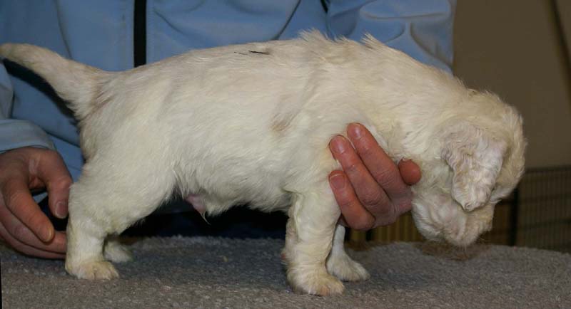 Spice_Twice_Sir_Bors_De_Ganis_5weeks_b