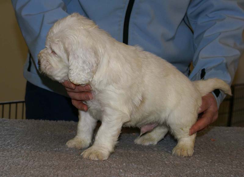 Spice_Twice_Sir_Bors_De_Ganis_5weeks_c