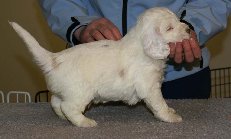 Spice_Twice_Sir_Bors_De_Ganis_5weeks_d