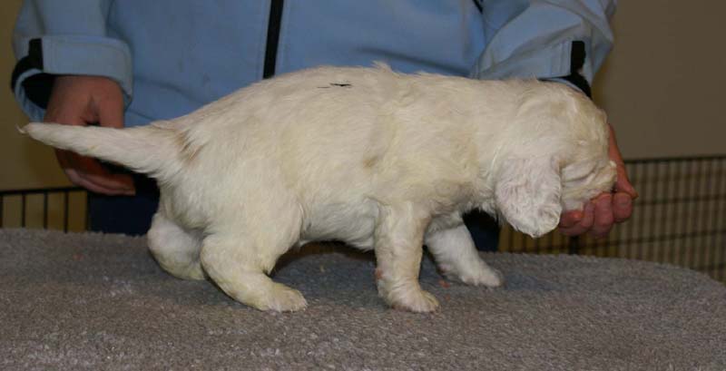 Spice_Twice_Sir_Bors_De_Ganis_5weeks_e