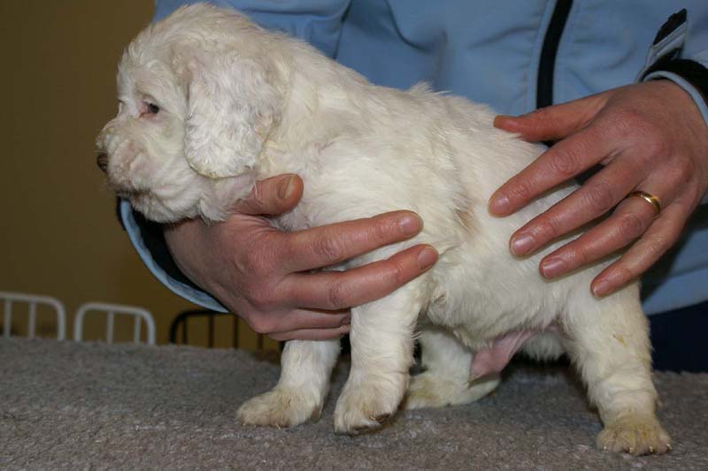 Spice_Twice_Sir_Bors_De_Ganis_5weeks_f