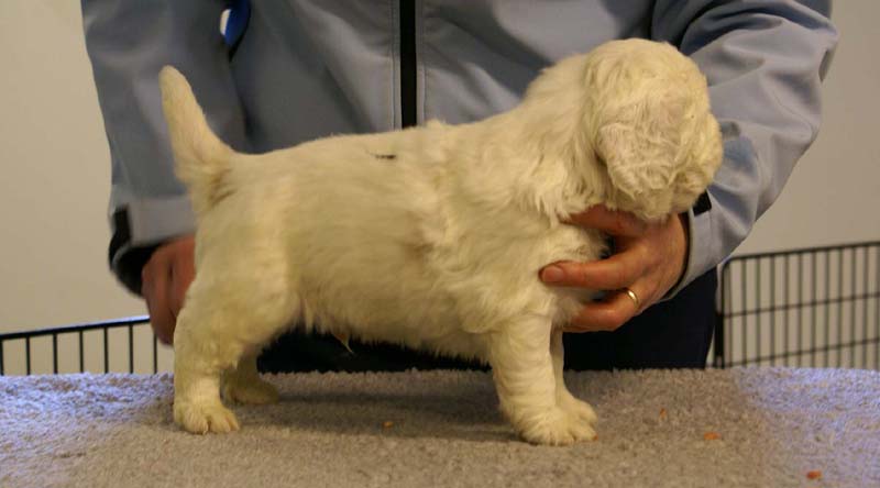 Spice_Twice_Sir_Bors_De_Ganis_5weeks_i