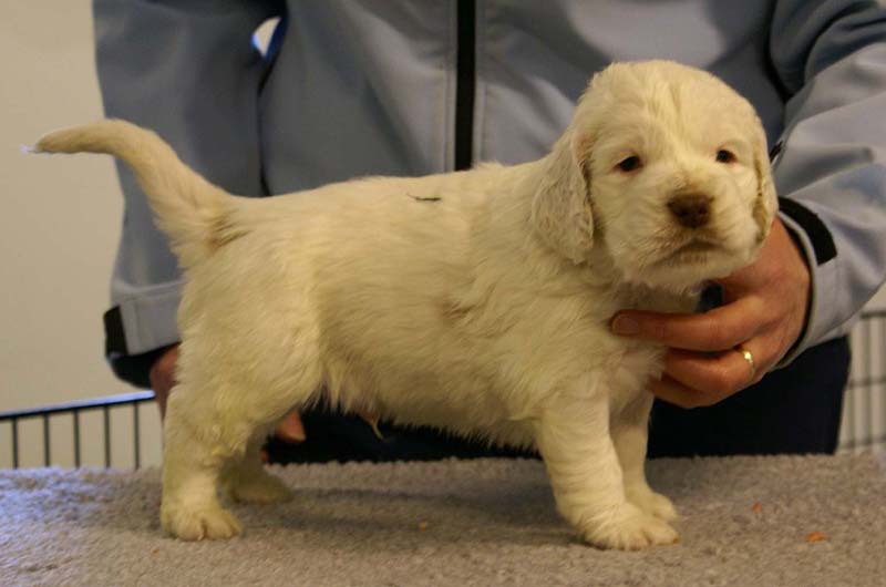 Spice_Twice_Sir_Bors_De_Ganis_5weeks_n