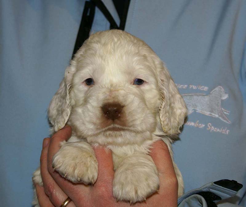 Spice_Twice_Sir_Bors_De_Ganis_5weeks_q