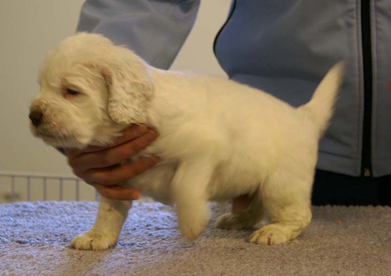 Spice_Twice_Sir_Bors_De_Ganis_5weeks_r