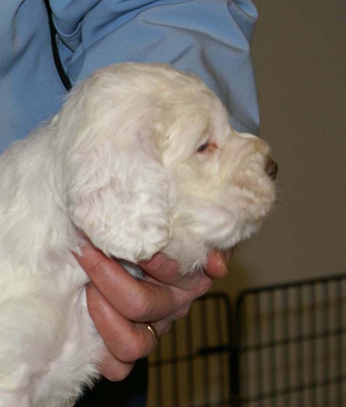 Spice_Twice_Sir_Bors_De_Ganis_5weeks_t