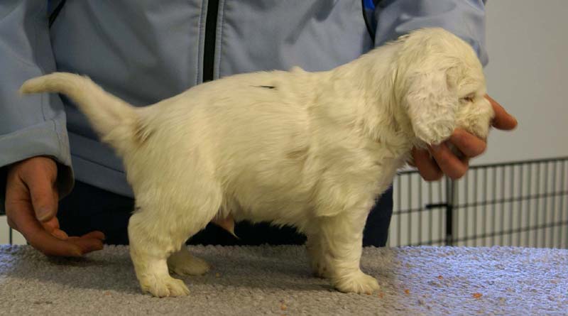 Spice_Twice_Sir_Bors_De_Ganis_5weeks_v