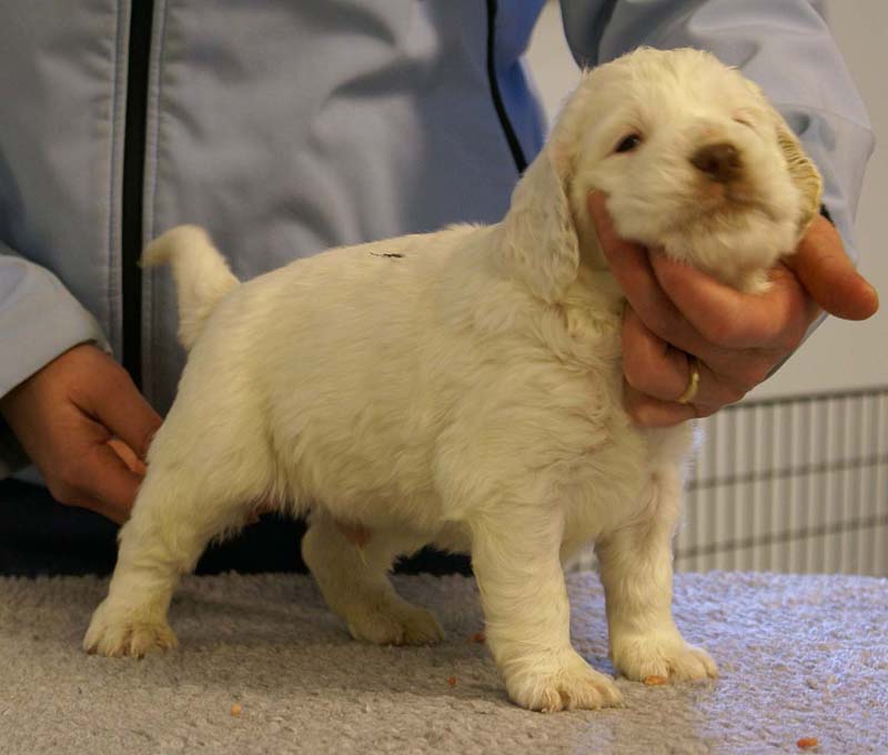 Spice_Twice_Sir_Bors_De_Ganis_5weeks_w