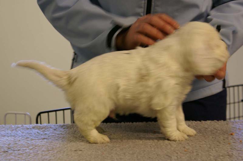 Spice_Twice_Sir_Bors_De_Ganis_5weeks_x