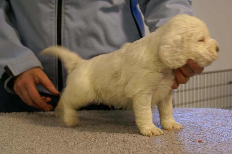 Spice_Twice_Sir_Bors_De_Ganis_5weeks_y