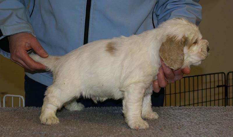 Spice_Twice_Sir_Galahad_5weeks_c